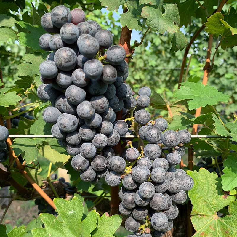 Pennsylvania wine grapes