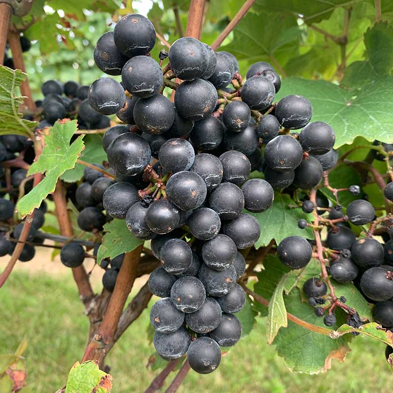 Pennsylvania wine grapes