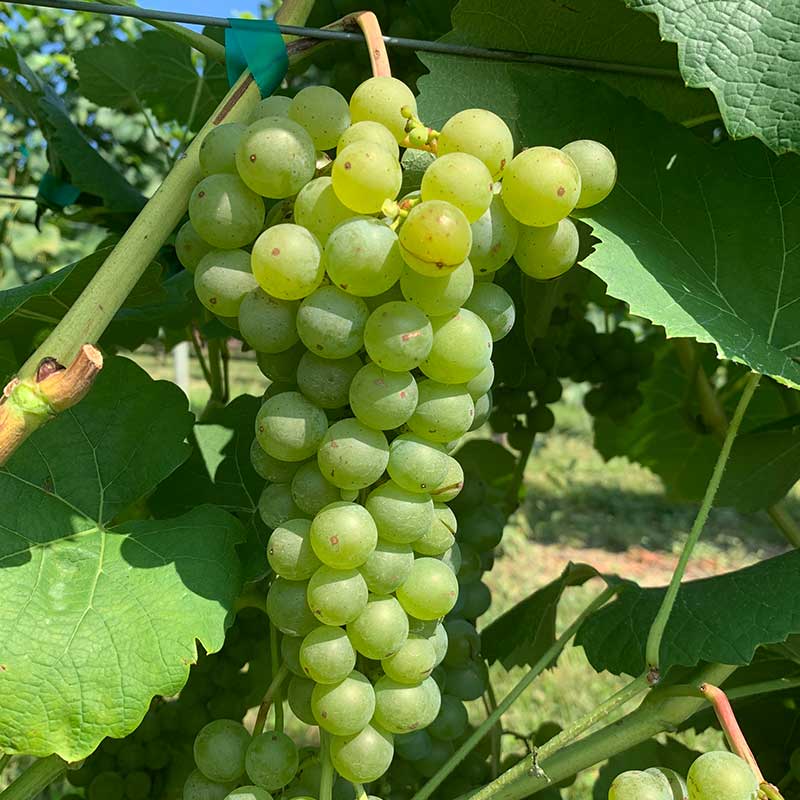 Pennsylvania wine grapes