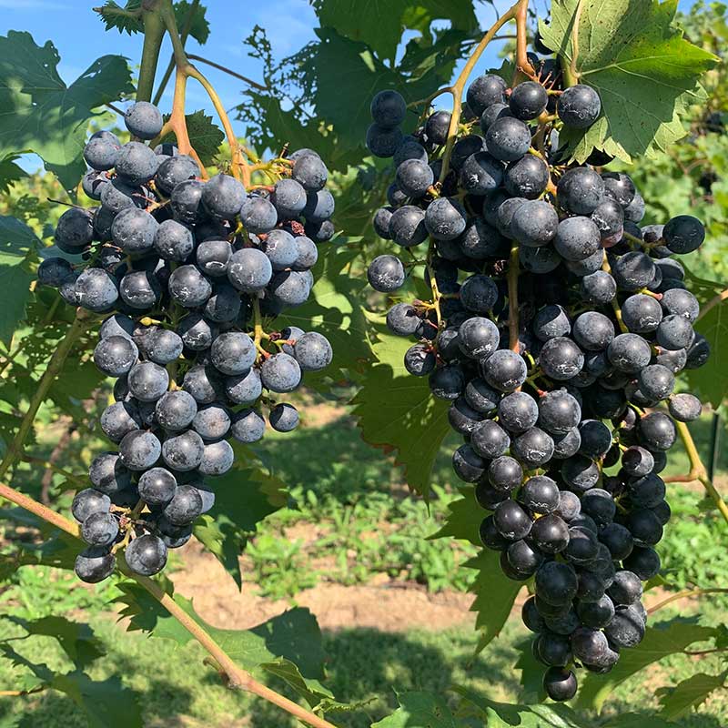 Pennsylvania wine grapes