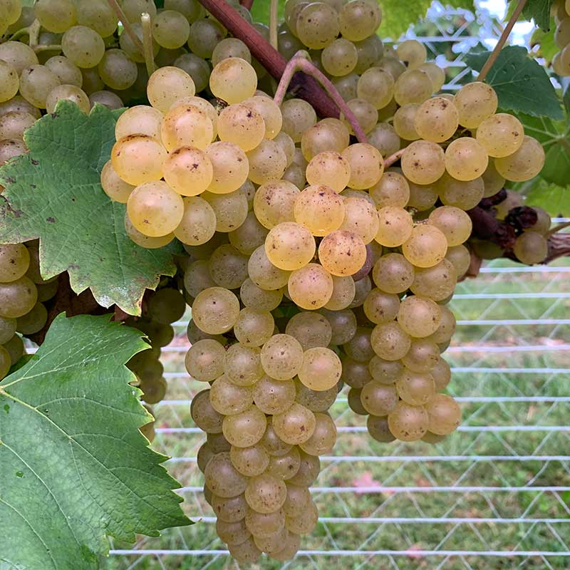 Pennsylvania wine grapes