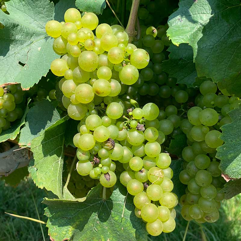 Pennsylvania wine grapes