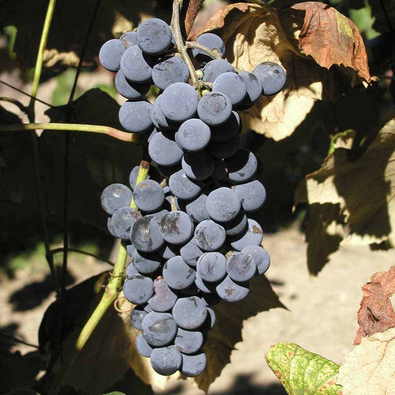 Pennsylvania wine grapes