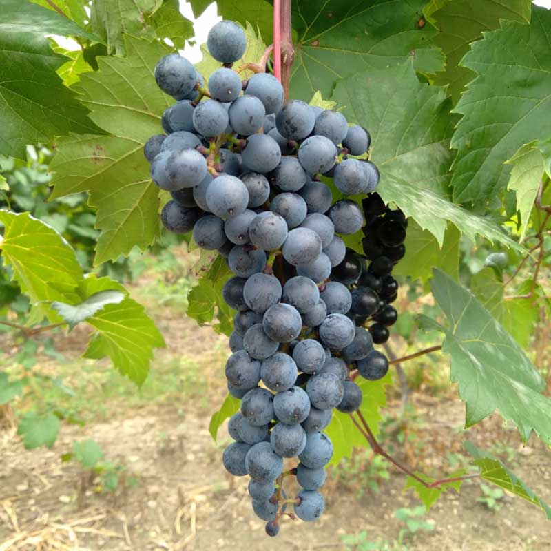 Pennsylvania wine grapes