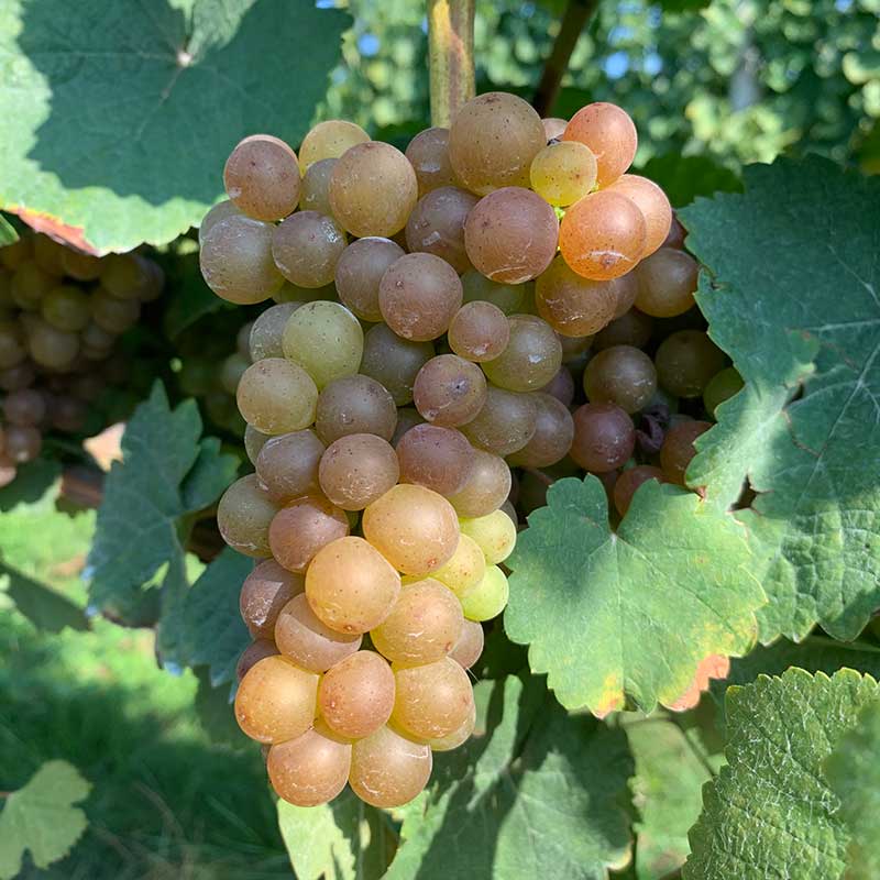 Pennsylvania wine grapes