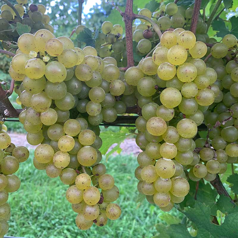 Pennsylvania wine grapes
