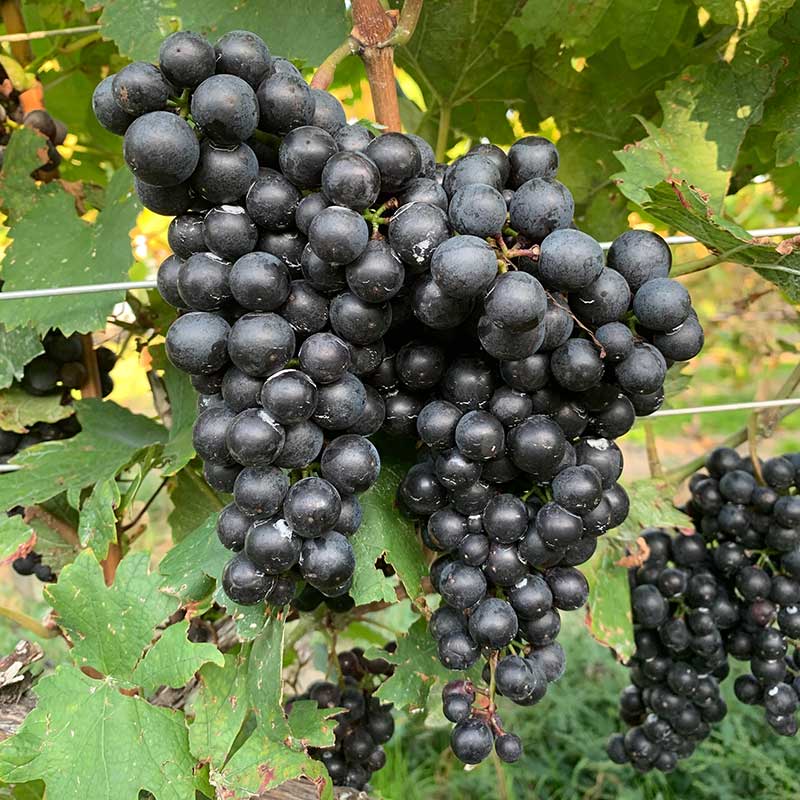 Pennsylvania wine grapes