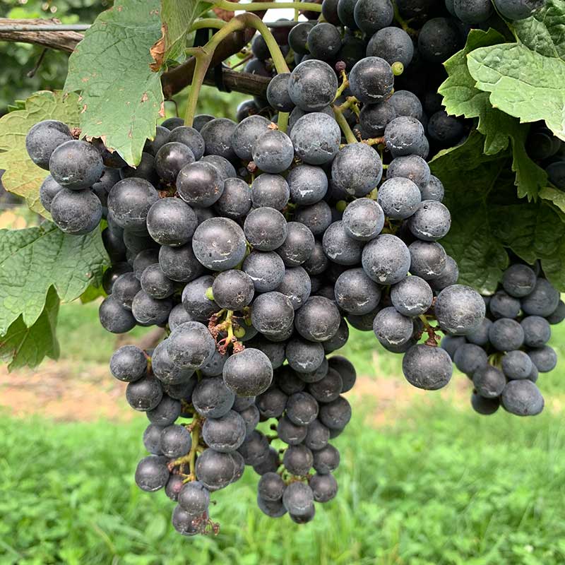 Pennsylvania wine grapes