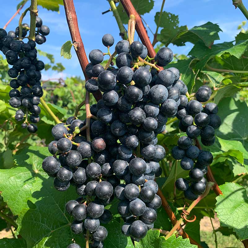 Pennsylvania wine grapes