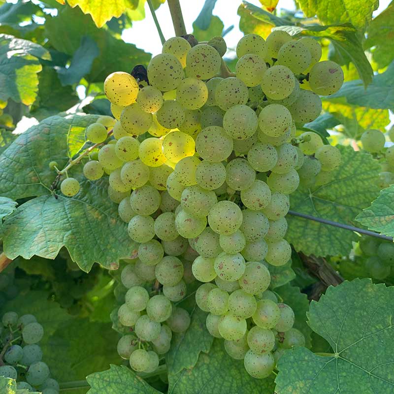 Pennsylvania wine grapes