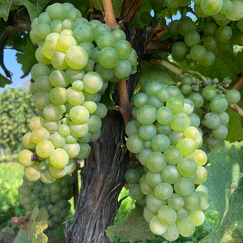 Pennsylvania wine grapes