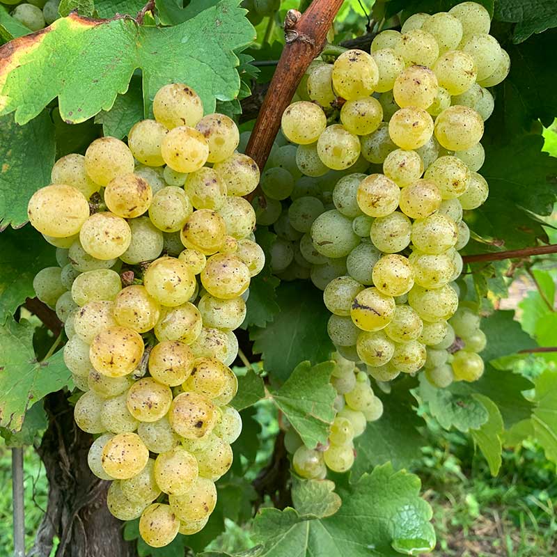 Pennsylvania wine grapes
