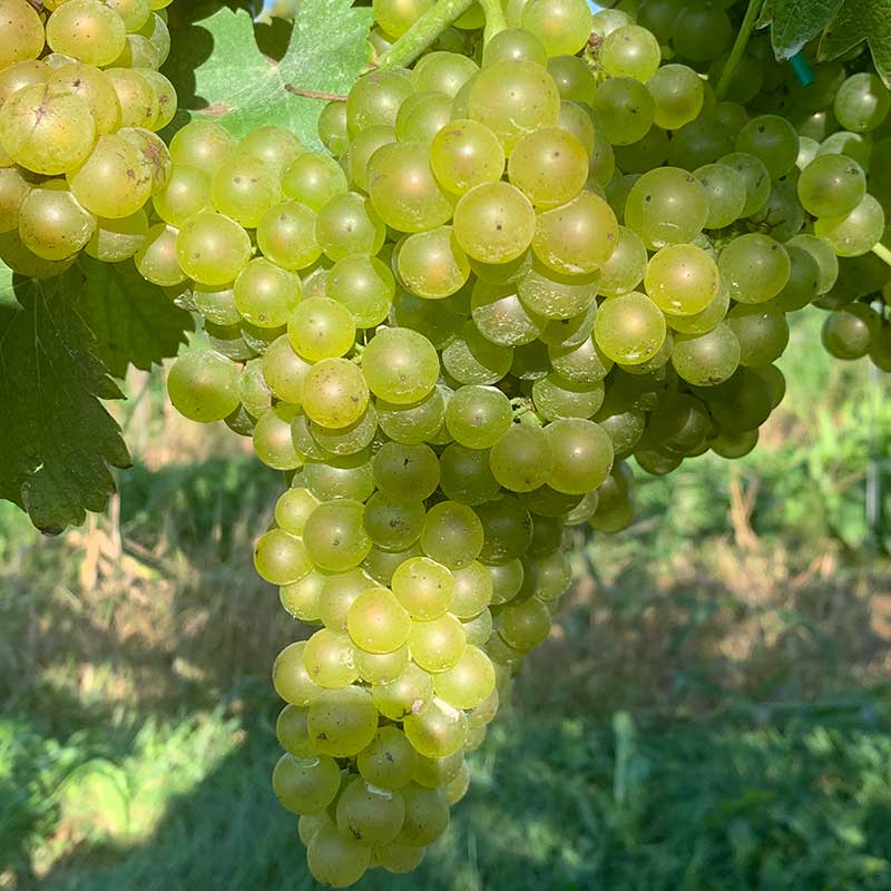 Pennsylvania wine grapes