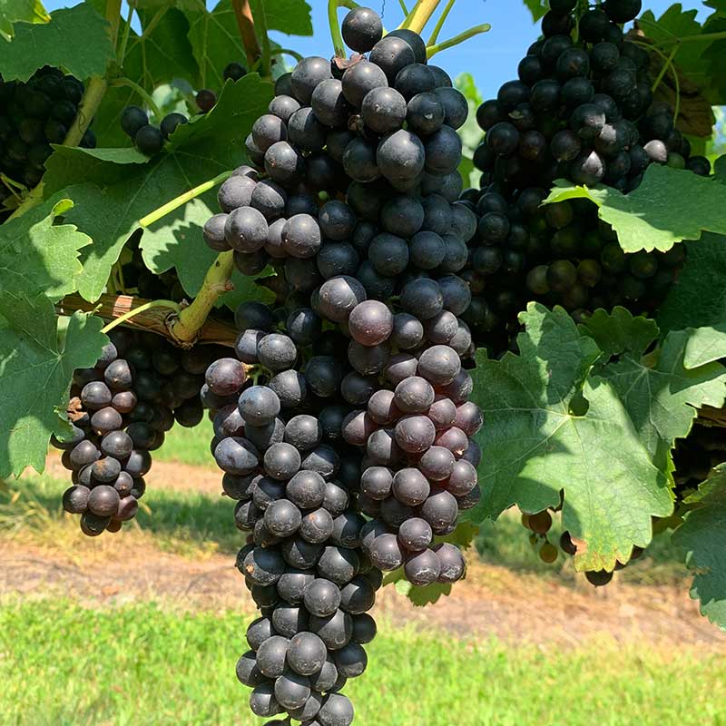 Pennsylvania wine grapes