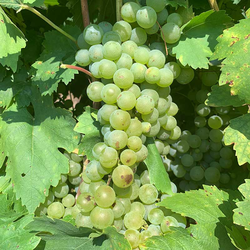 Pennsylvania wine grapes