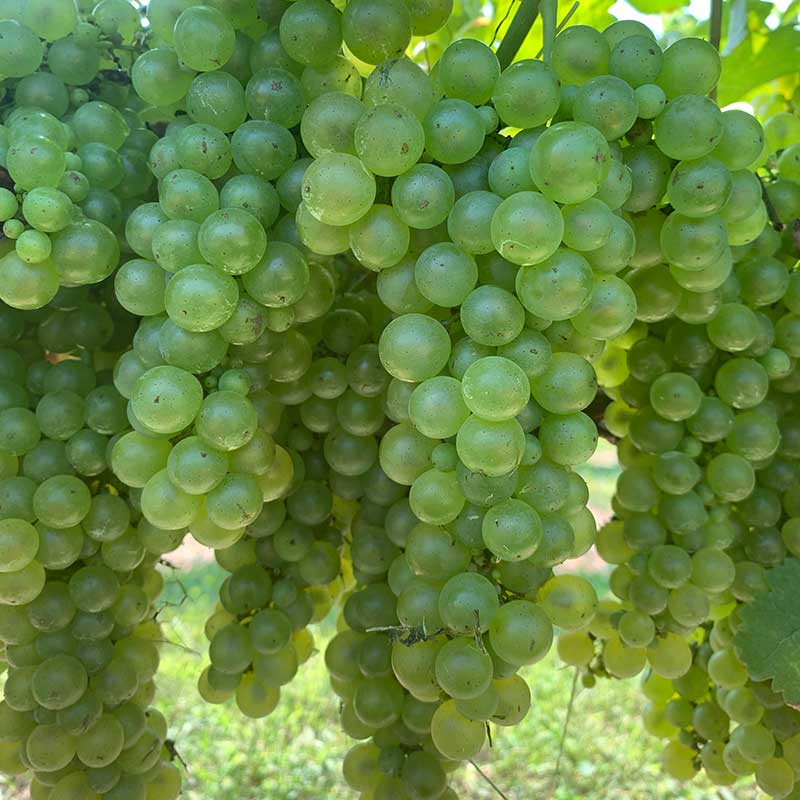 Pennsylvania wine grapes