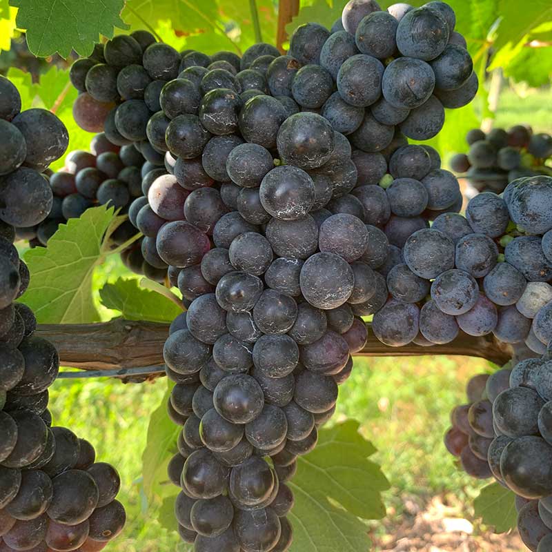 Cabernet Franc