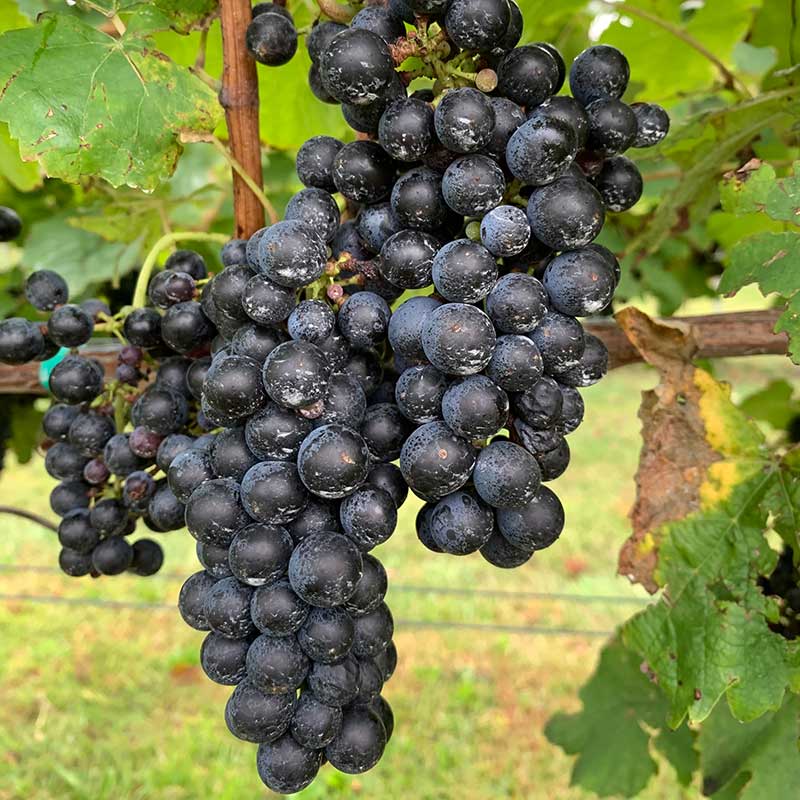 Petit Verdot