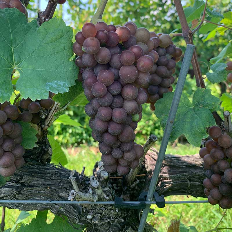 Pinot gris (grigio)