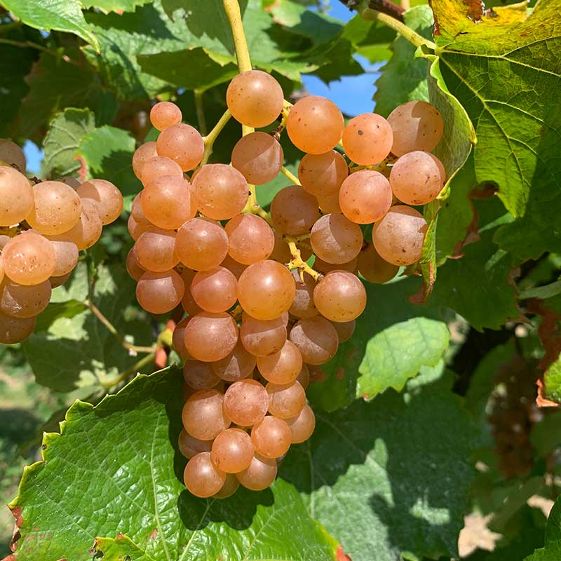 Traminette