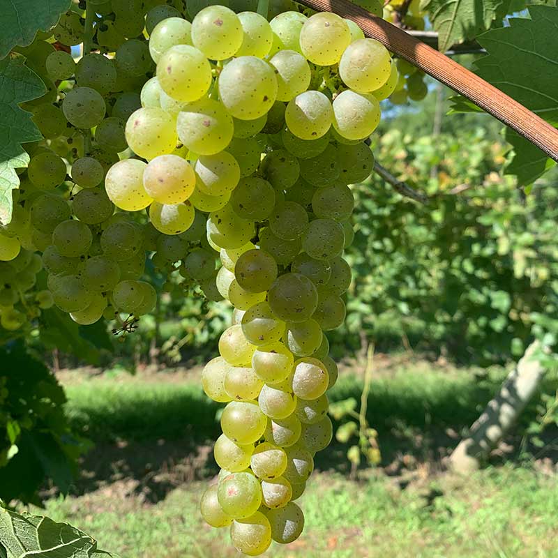 Vidal blanc